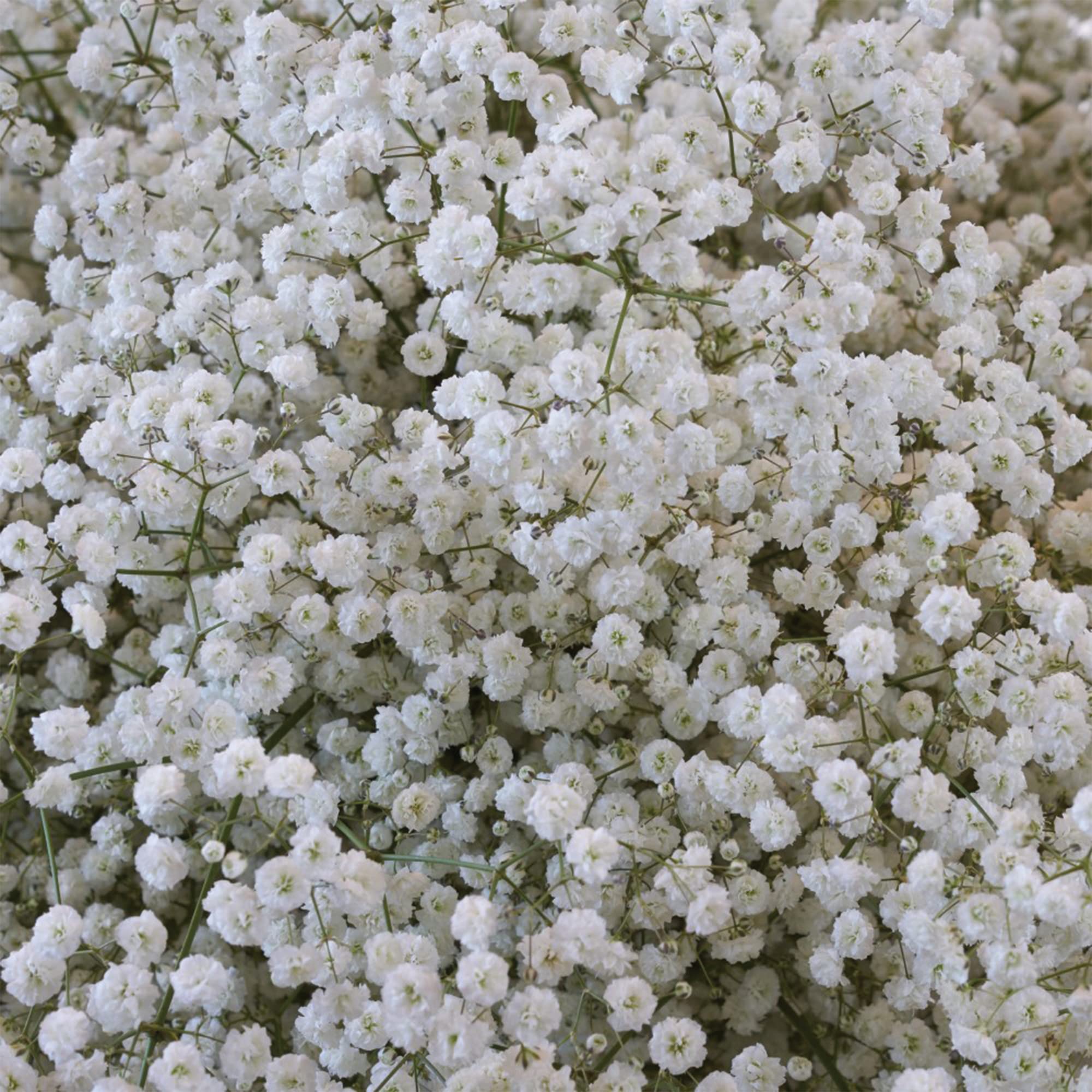 Snowy White Baby's Breath Flower Bulbs