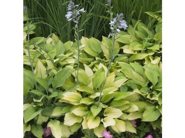 White Feather Hosta Bare Roots – Creamy White to Green Color-Changing Foliage – Fragrant Lavender Flowers – Shade-Loving Perennial for Gardens, Borders & Containers – Multiple Pack Sizes