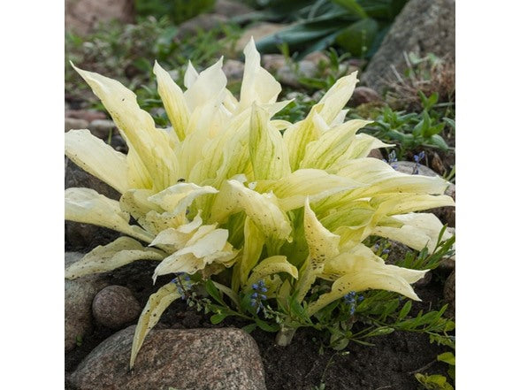 White Feather Hosta Bare Roots – Creamy White to Green Color-Changing Foliage – Fragrant Lavender Flowers – Shade-Loving Perennial for Gardens, Borders & Containers – Multiple Pack Sizes