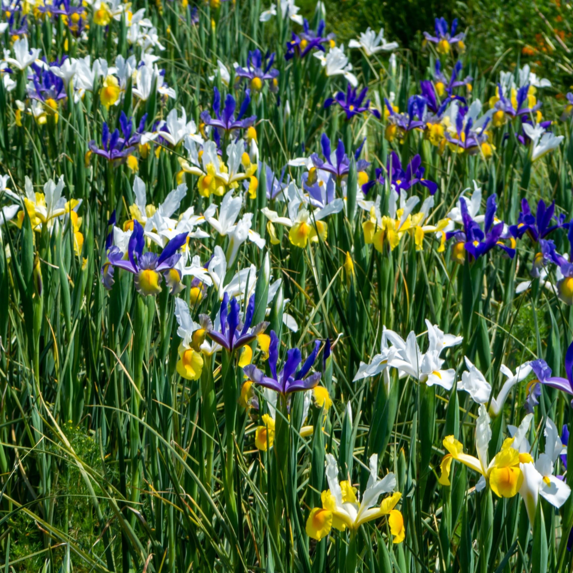 Colorful Mixed Dutch Iris Flowers - 30 Bulbs - Beautiful, Bright, Blue, Purple, Yellow, White Flowers - Spring Blooming Perennials Perfect for Gardens - Attracts Butterflies, Bees & Hummingbirds