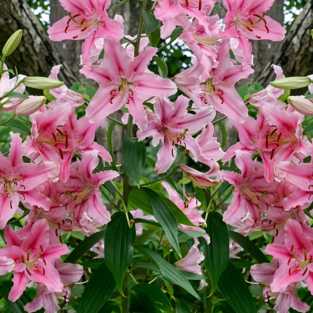 6 Pack Flower bulbs - Giant Stargazer Kissed Flower Lily Perennial Bulbs - Petals With Deep Fuchsia In The Middle Fading To Light Pink Trimmed In White - Easy to Grow Flowers for Your Home and Garden