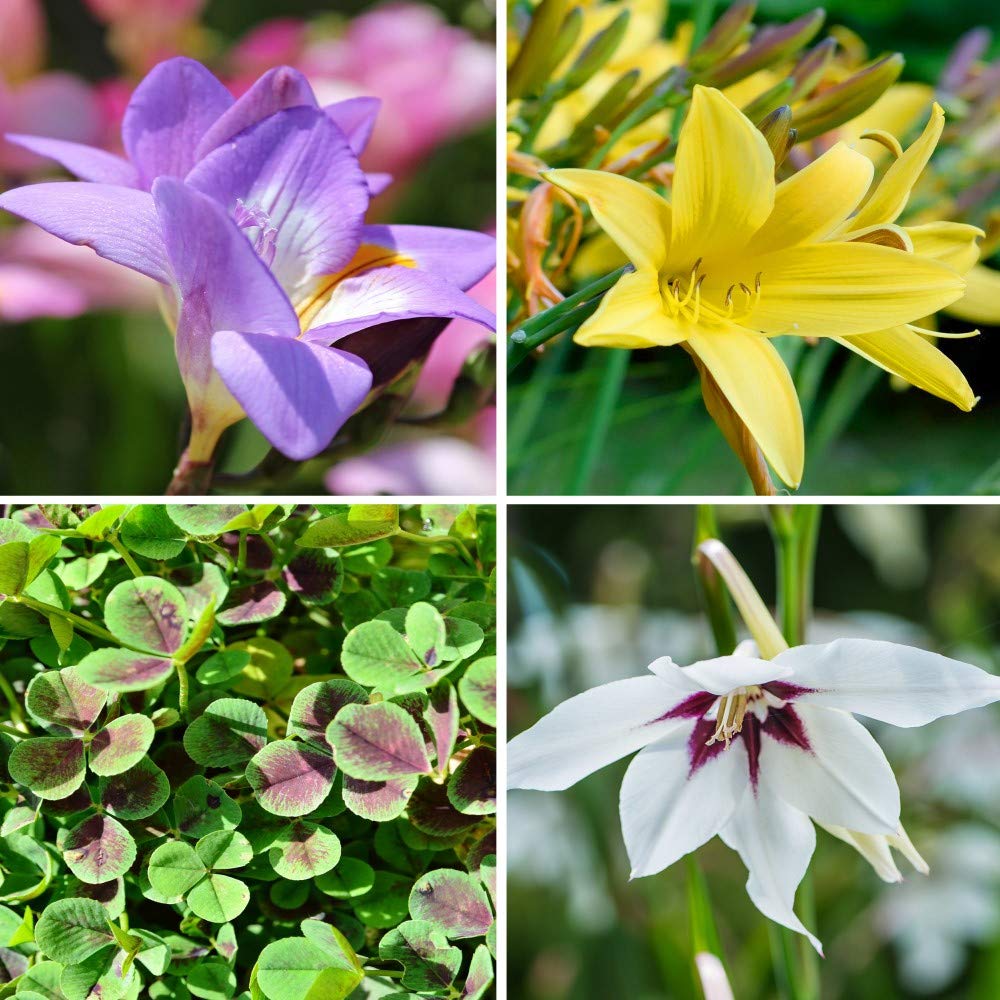 Spring & Summer Garden Party Flowers - 100 Bulb Collection - 4 Varieties of Beautiful Sun Loving Flowers with Amazing Blooms - Attracts Butterflies, Bees & Hummingbirds