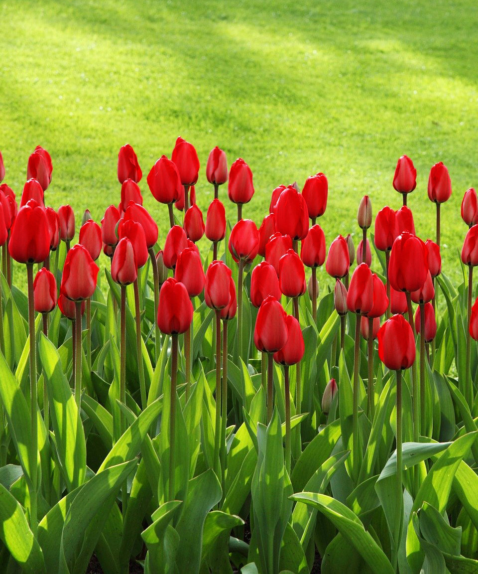 Sky High Scarlet Tulip Flower Bulbs – Giant Red Tulips with Stems Over 30 Inches – Spring Blooming