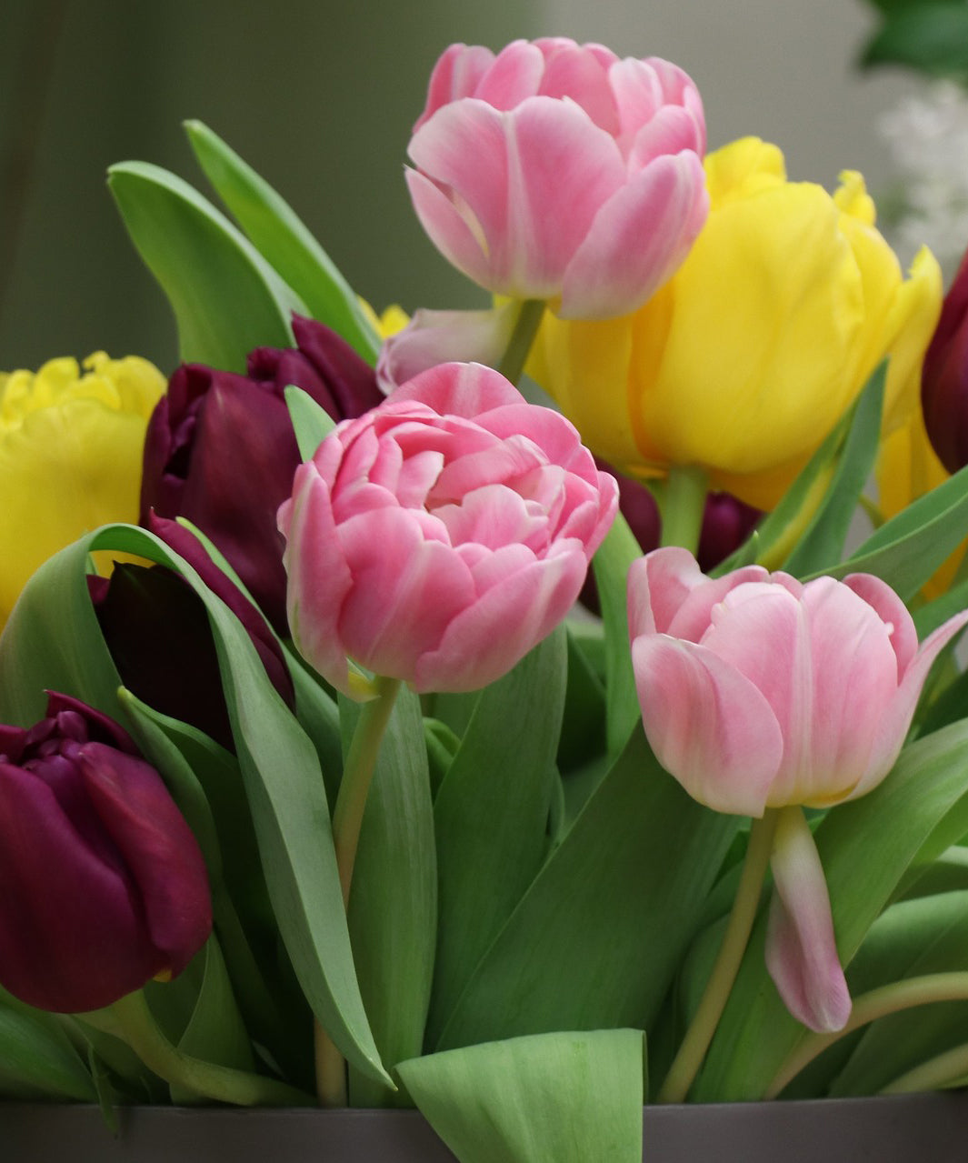 Double Late Mixed Tulip Flower Bulbs – Peony-Style Blooms in Mixed Colors – Late Spring Blooming