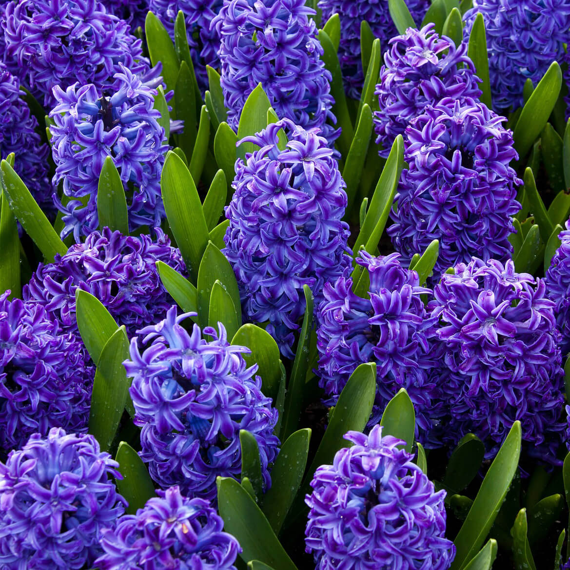 BLUE TANGO HYACINTH FLOWERS -  8 BULBS image 0