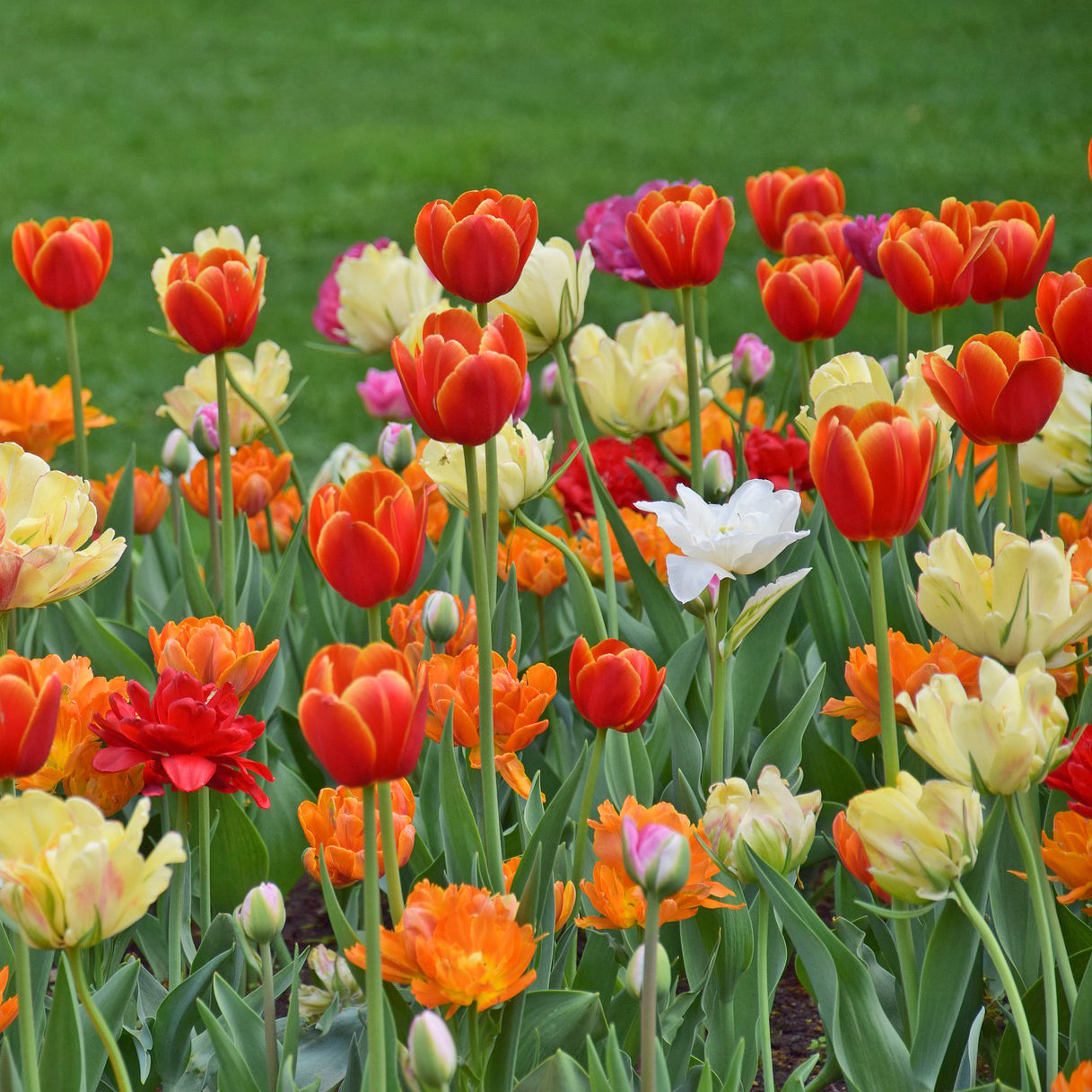 DOUBLE LATE TULIP FLOWERS - 10 BULBS image 0