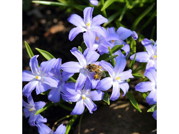 Gentle Glory of the Snow Flower Bulbs – Blue & White Star-Shaped Early Spring Blooms – Naturalizing Perennial Ground Cover