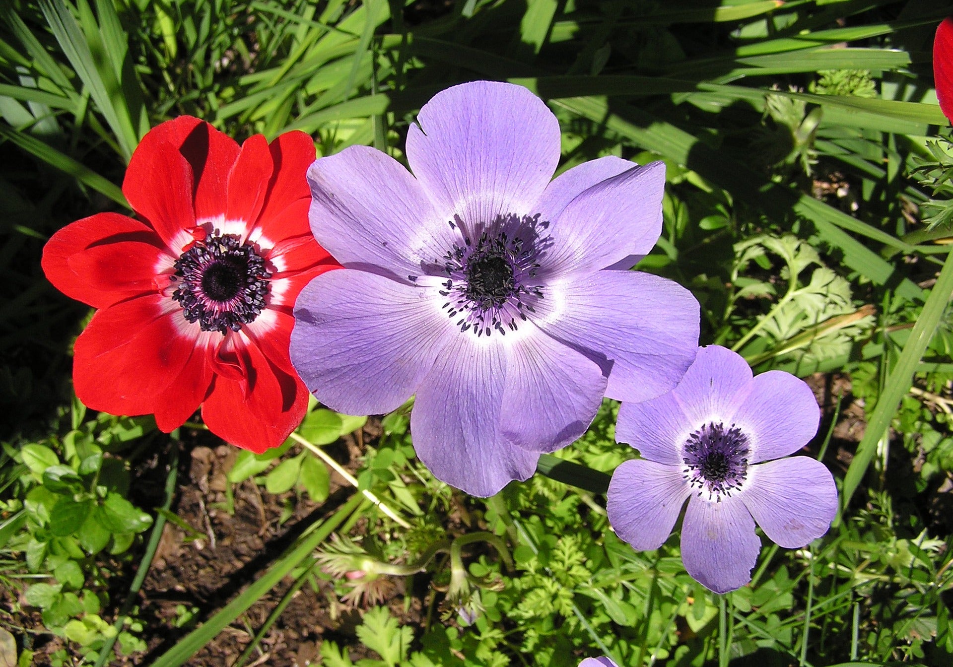 Lord Lieutenant Anemone Flower Bulbs – Double Blue Poppy Anemone Blooms – Great Cut Flowers