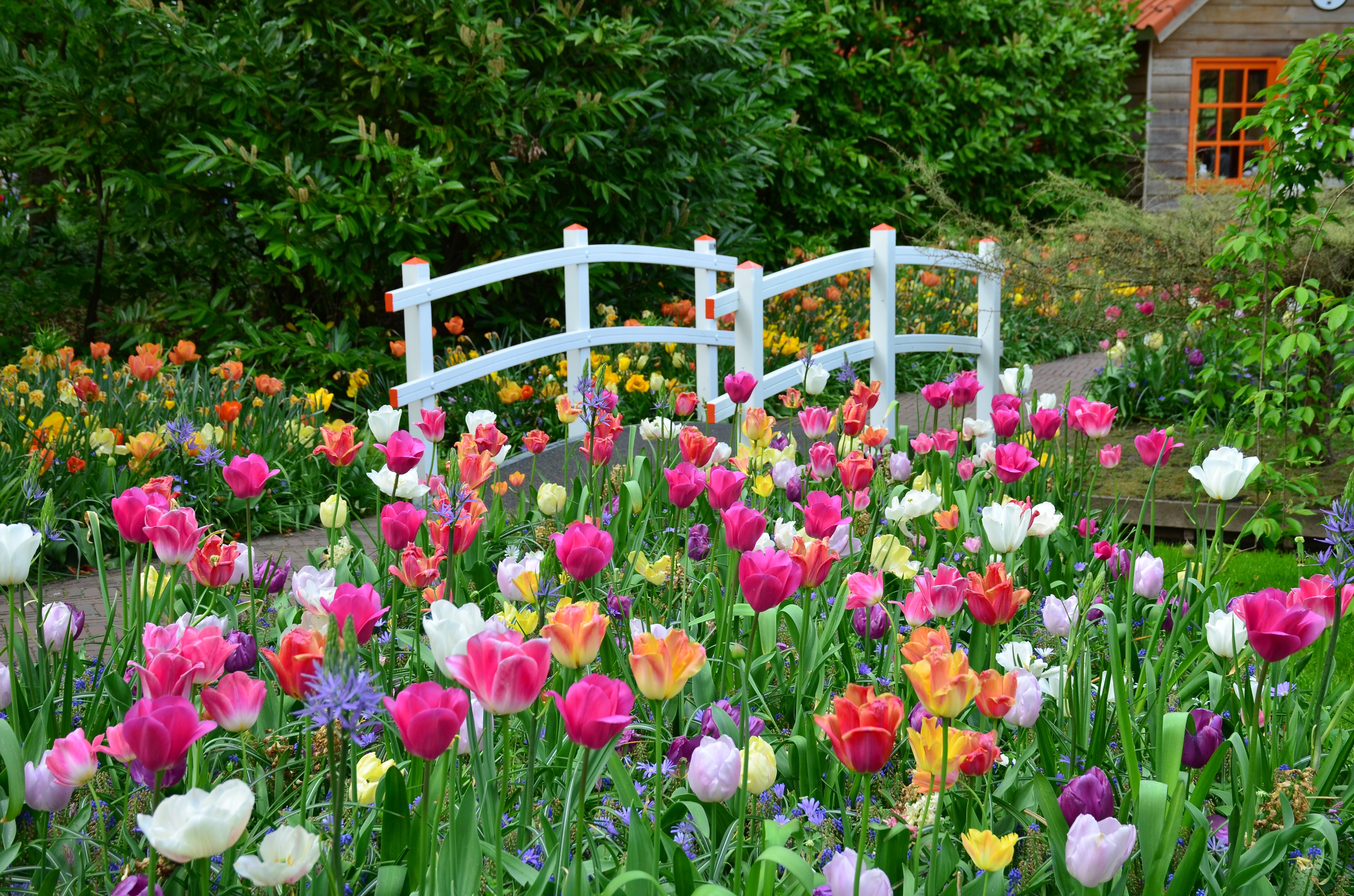 Double Late Mixed Tulip Flower Bulbs – Peony-Style Blooms in Mixed Colors – Late Spring Blooming