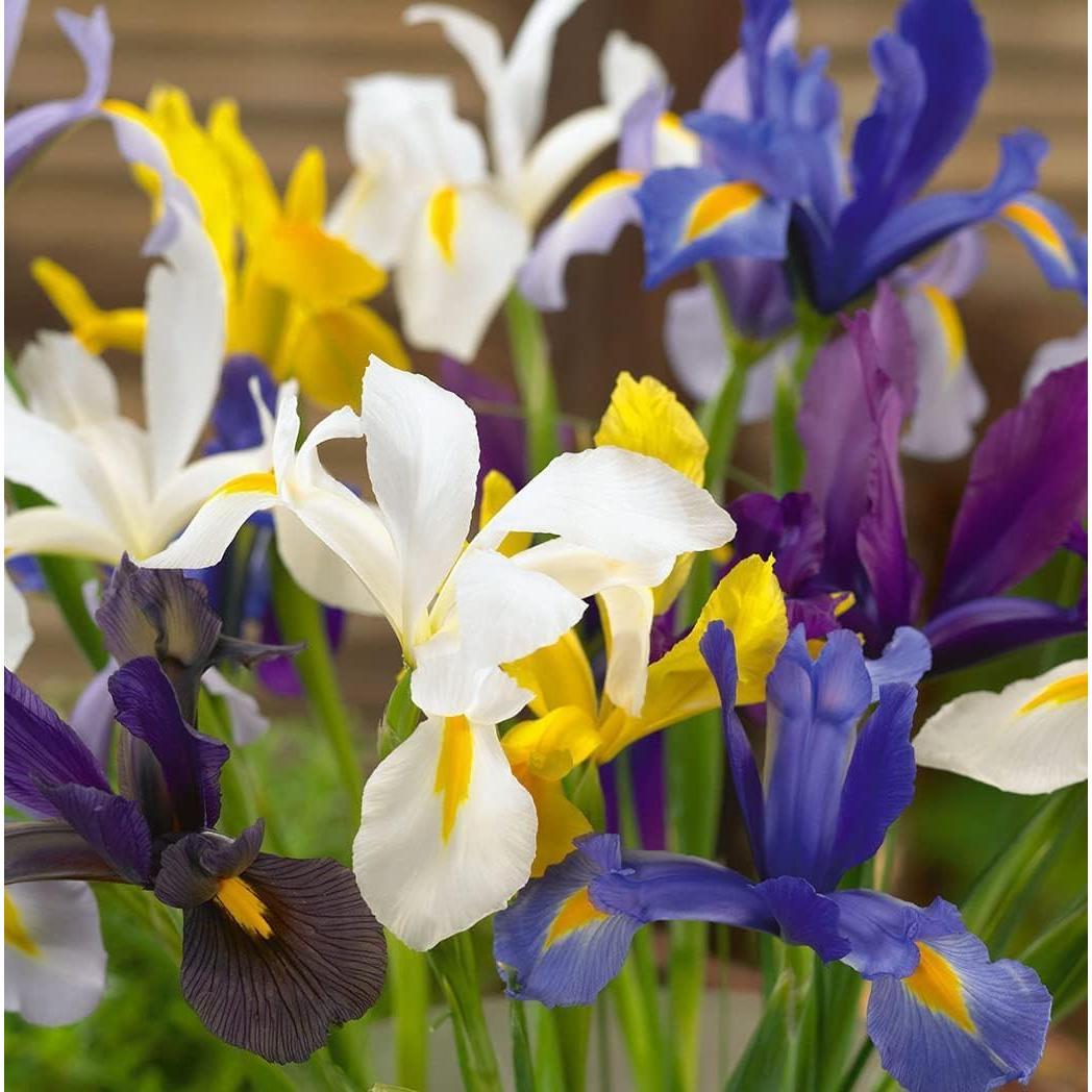 Colorful Mixed Dutch Iris Flowers - 30 Bulbs - Beautiful, Bright, Blue, Purple, Yellow, White Flowers - Spring Blooming Perennials Perfect for Gardens - Attracts Butterflies, Bees & Hummingbirds