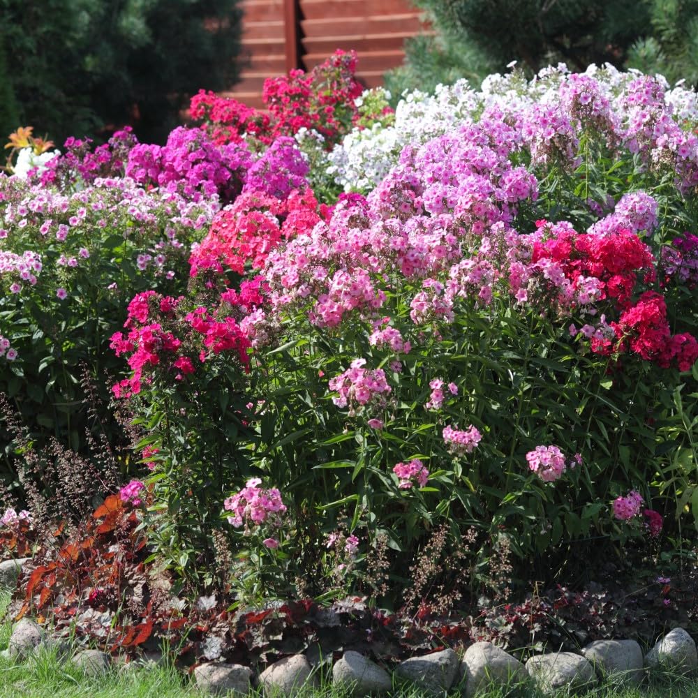 3 Double Phlox Bare Root Perennial Flower Collection - Vibrant and Stunning Mix of Pink, White and Red Colors - Blooms Create Beautiful Clusters of Petals - Attracts Butterflies, Bees & Hummingbirds