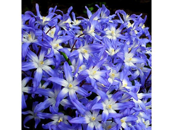 Gentle Glory of the Snow Flower Bulbs – Blue & White Star-Shaped Early Spring Blooms – Naturalizing Perennial Ground Cover