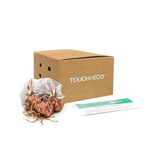 3 Giant "Pretty Lady" Tree Lily Flower Bulbs - Pure White Blooms and Impressive Size and Grace. Amazingly Tall Lily Tree - Plants for Your Home and Garden -Attracts Butterflies, Bees & Hummingbirds