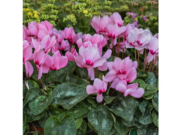 Pink Cyclamen Coum flowers