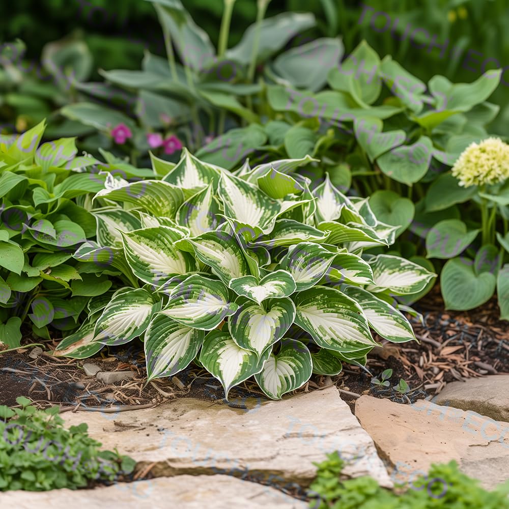 3 Pack Fire & Ice Hosta Bare Root Plants - for Borders, Gardens, or Container plantings. Hard to Find & The Talk of The Neighborhood, Dark Green Edges Transition to Pure White Centers.