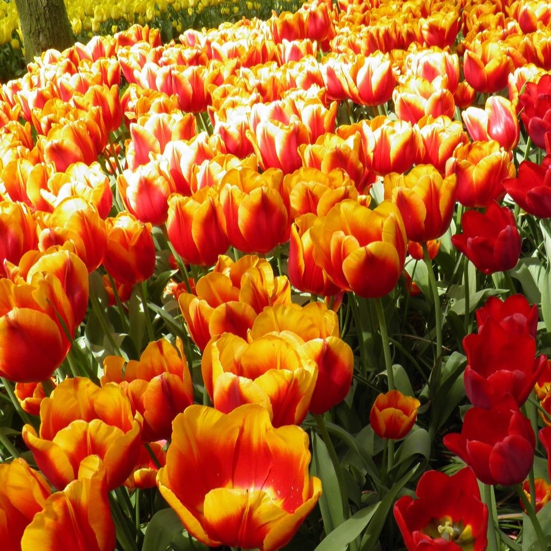 Easy Ground Cover Tulip Tarda Flowers-12 Bulbs-Add a Beautiful Mix of Colors in Yellow, Red, Orange, White to Your Home, Landscape, Garden-Spring Blooming Perennials-Attracts Butterflies & Bees