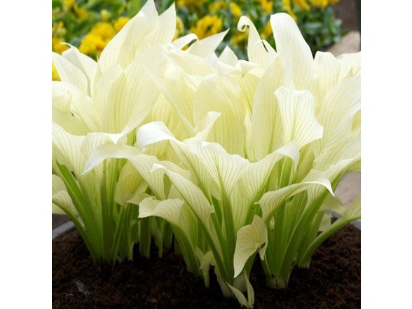 White Feather Hosta Bare Roots – Creamy White to Green Color-Changing Foliage – Fragrant Lavender Flowers – Shade-Loving Perennial for Gardens, Borders & Containers – Multiple Pack Sizes