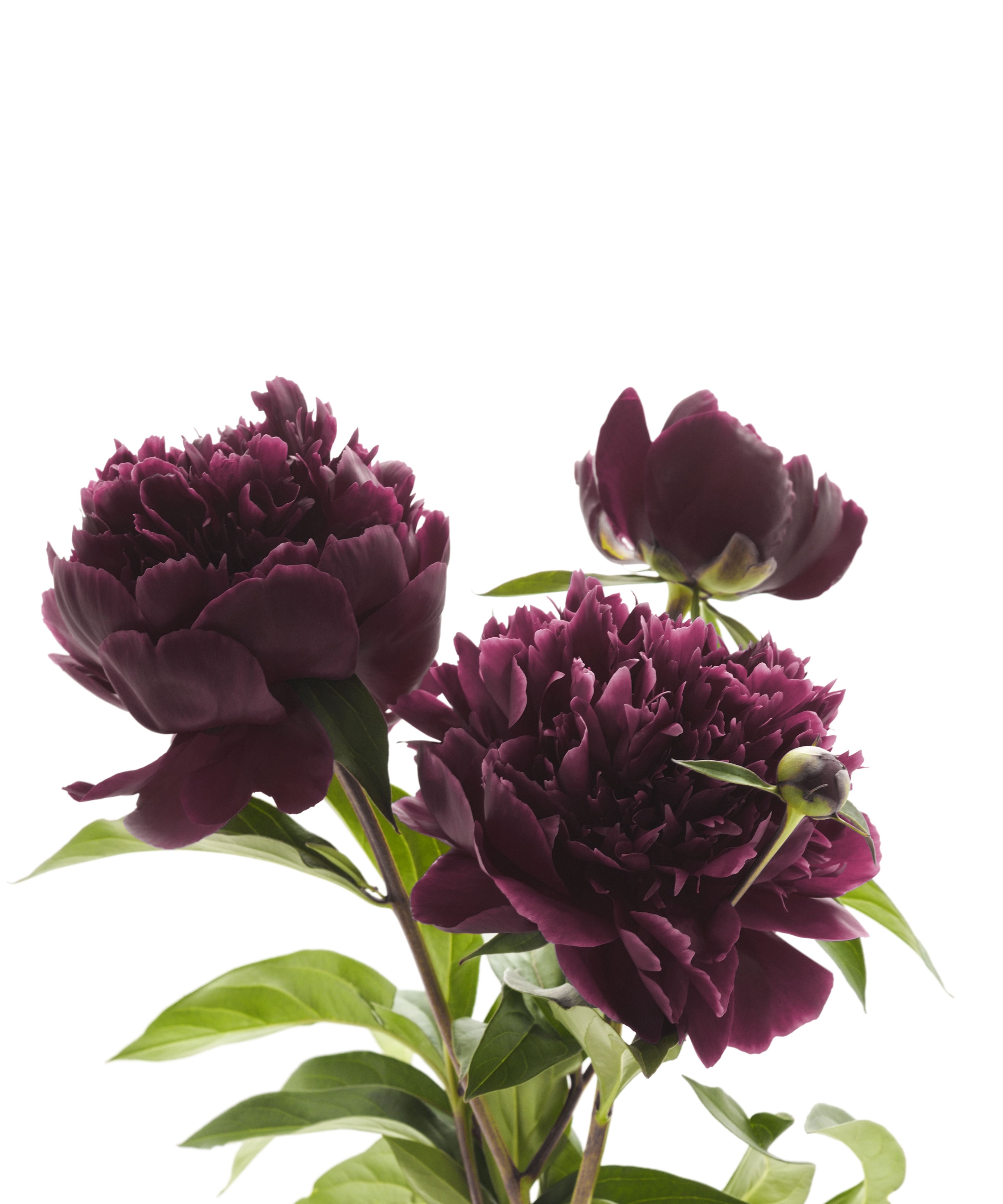 Double Black Berry Peony Bare Roots – Deep Dark Red Double Blooms – Fragrant Spring Garden Perennial