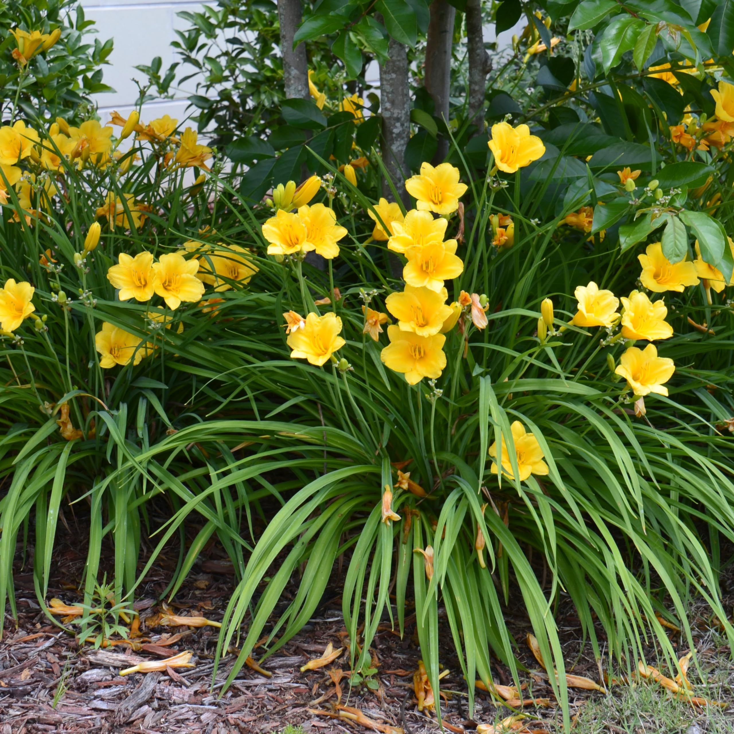 American Mixed Daylily Flowers - 3 Bare Root Flowers - Beautiful, Rich Golden Stella D'oro Flowers with Ruffled Edges - Attracts Butterflies, Bees & Hummingbirds
