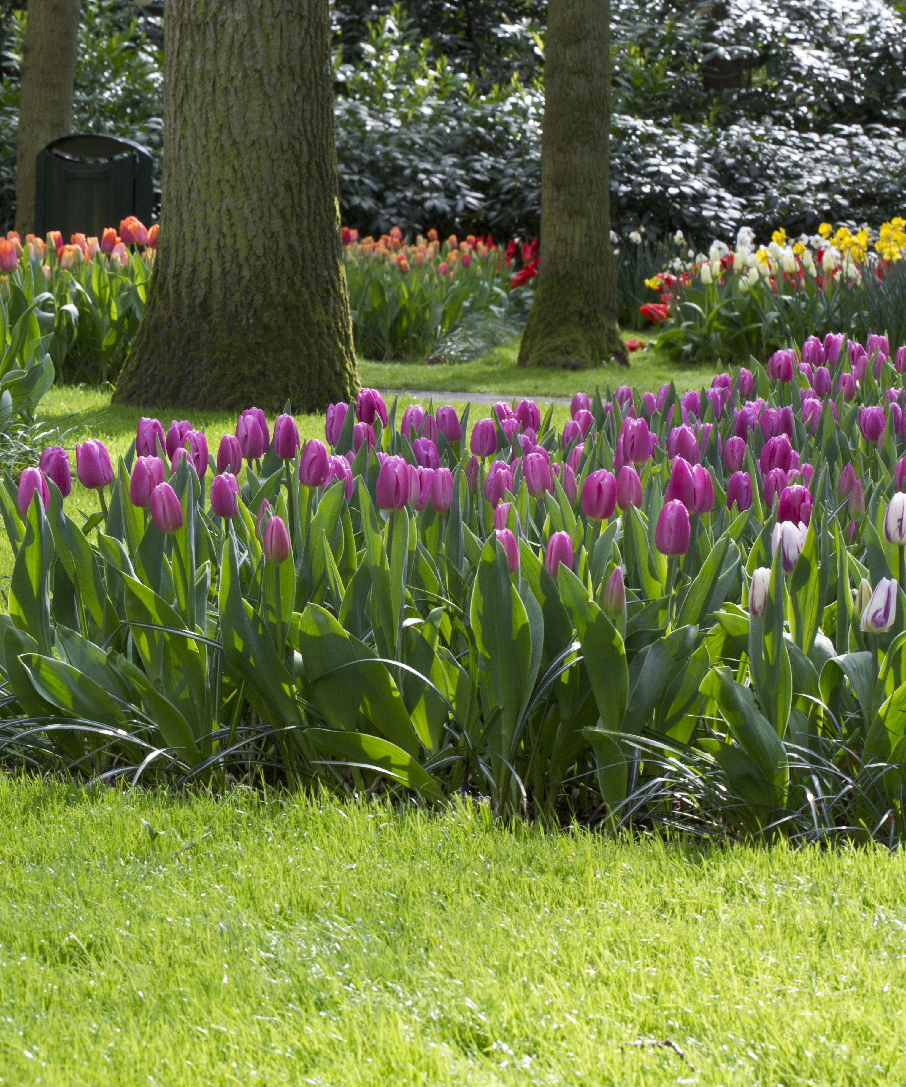Lavender Triumph Tulip Flower Bulbs – Lavender-Purple Spring Blooms – Perennial Tulips