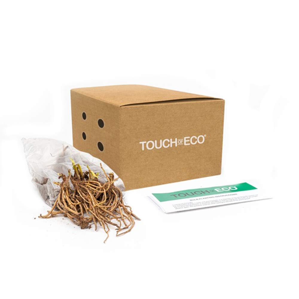 4 Sweet Dutch Lily of The Valley Perennial Flower Bulbs - Easy to Grow, Rich Scented, Wonderful Blooms and Beautiful Petals - Attracts Butterflies, Bees & Hummingbirds - Touch of ECO