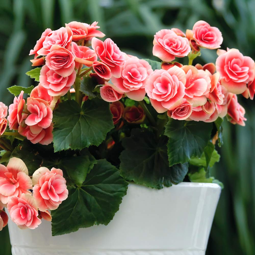 Strawberry Ripple Begonia Flowers - 4 Bulbs - Grows Three to Four Times Bigger - Pink & White  Blooms- Attracts Butterflies, Bees & Hummingbirds - Ideal for Planting Zones 3-10