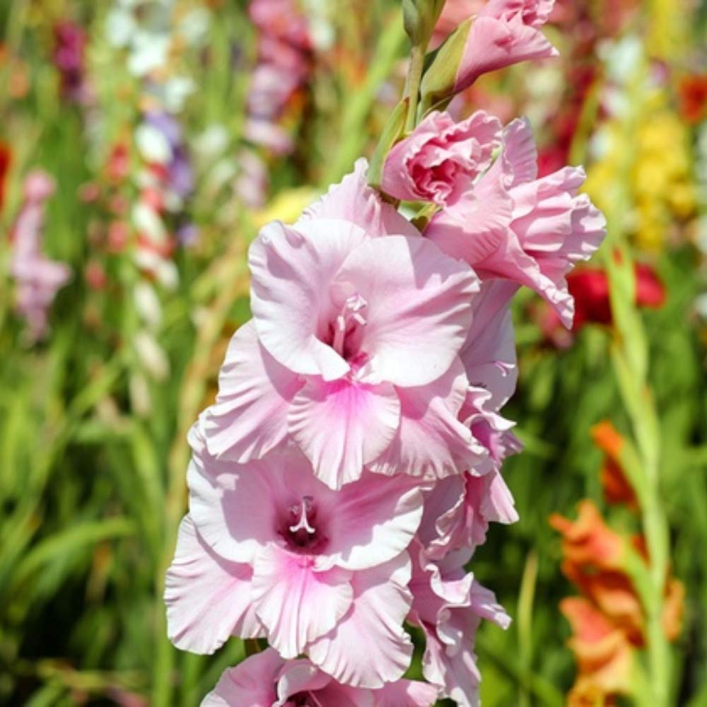 Giant Gladiolus Colorful Mixed Flowers - 40 Bulbs - Beautiful Shades of Pink, Purple, Red, Yellow & Orange - Attracts Butterflies, Bees & Hummingbirds in and Around Your House and Garden