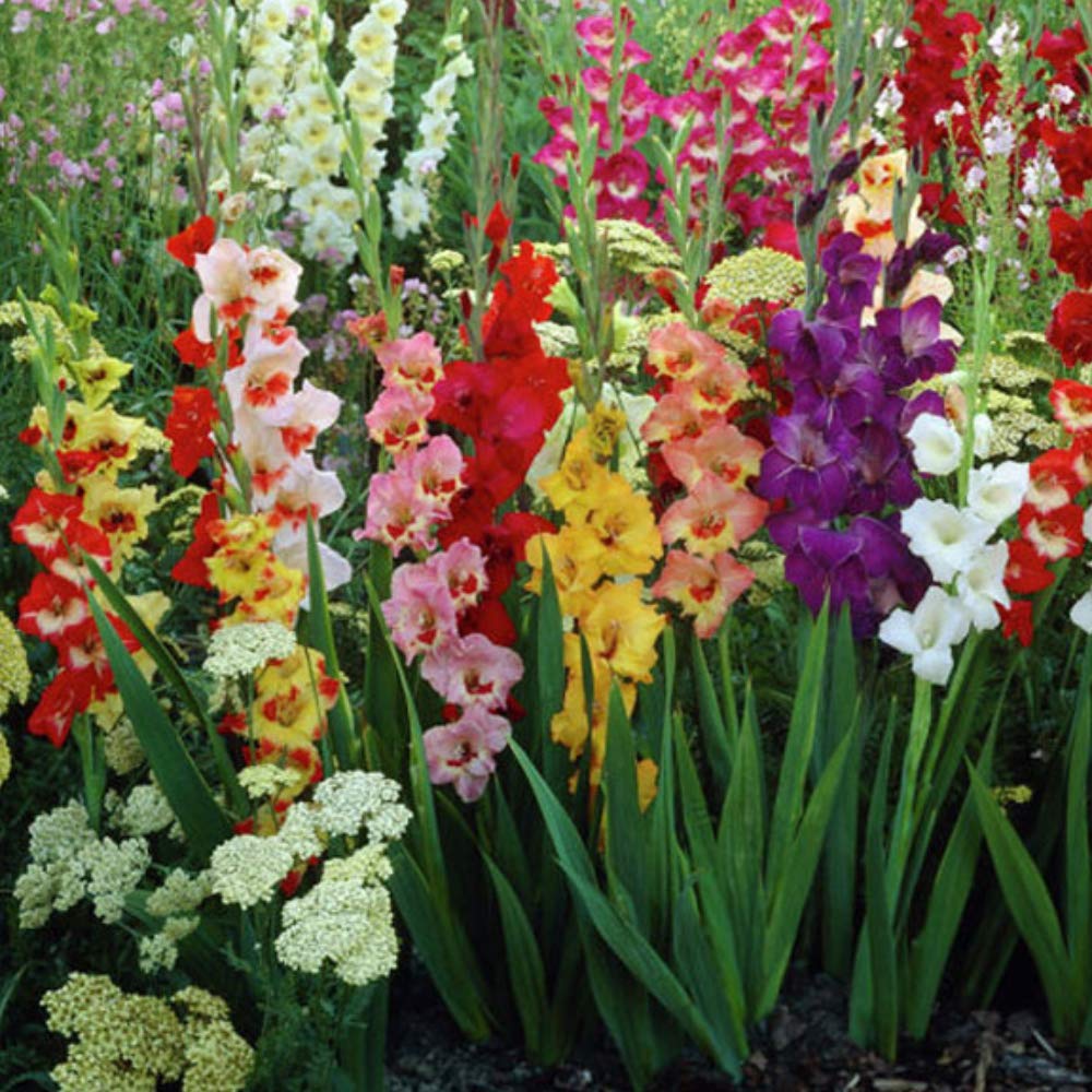 Giant Gladiolus Colorful Mixed Flowers - 40 Bulbs - Beautiful Shades of Pink, Purple, Red, Yellow & Orange - Attracts Butterflies, Bees & Hummingbirds in and Around Your House and Garden