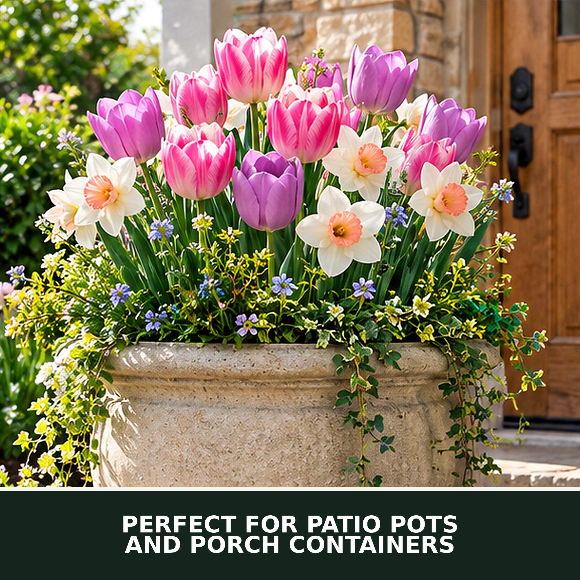 Spring Flower Bulbs Collection for Fall Planting – Tulips, Pink Daffodils, Allium, Anemone & Glory of the Snow – Perennial Bulb Mix