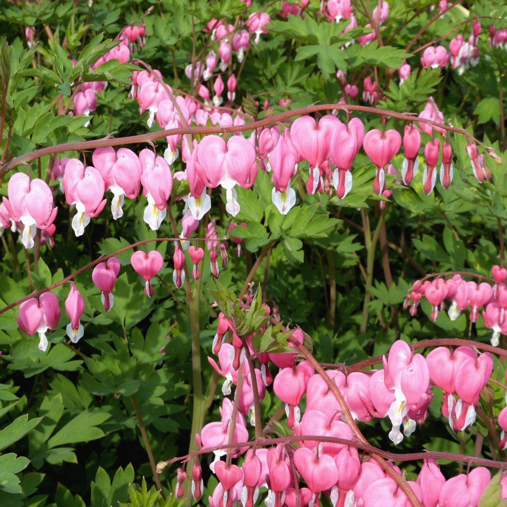 OLD FASHIONED BLEEDING HEARTS PINK BULBS - PACK OF 2