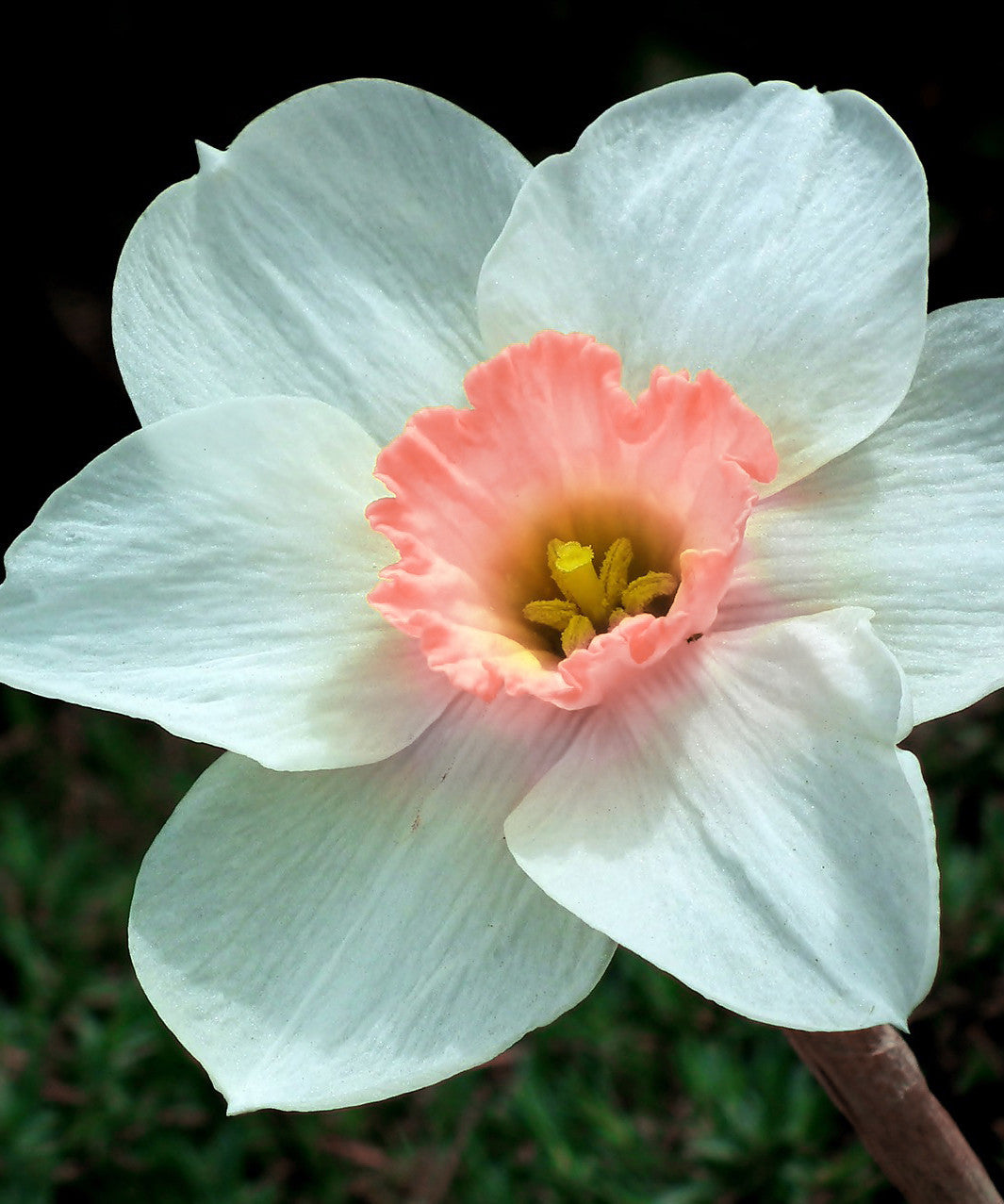 PINK DAFFODIL FLOWER BULBS - PACK OF 6