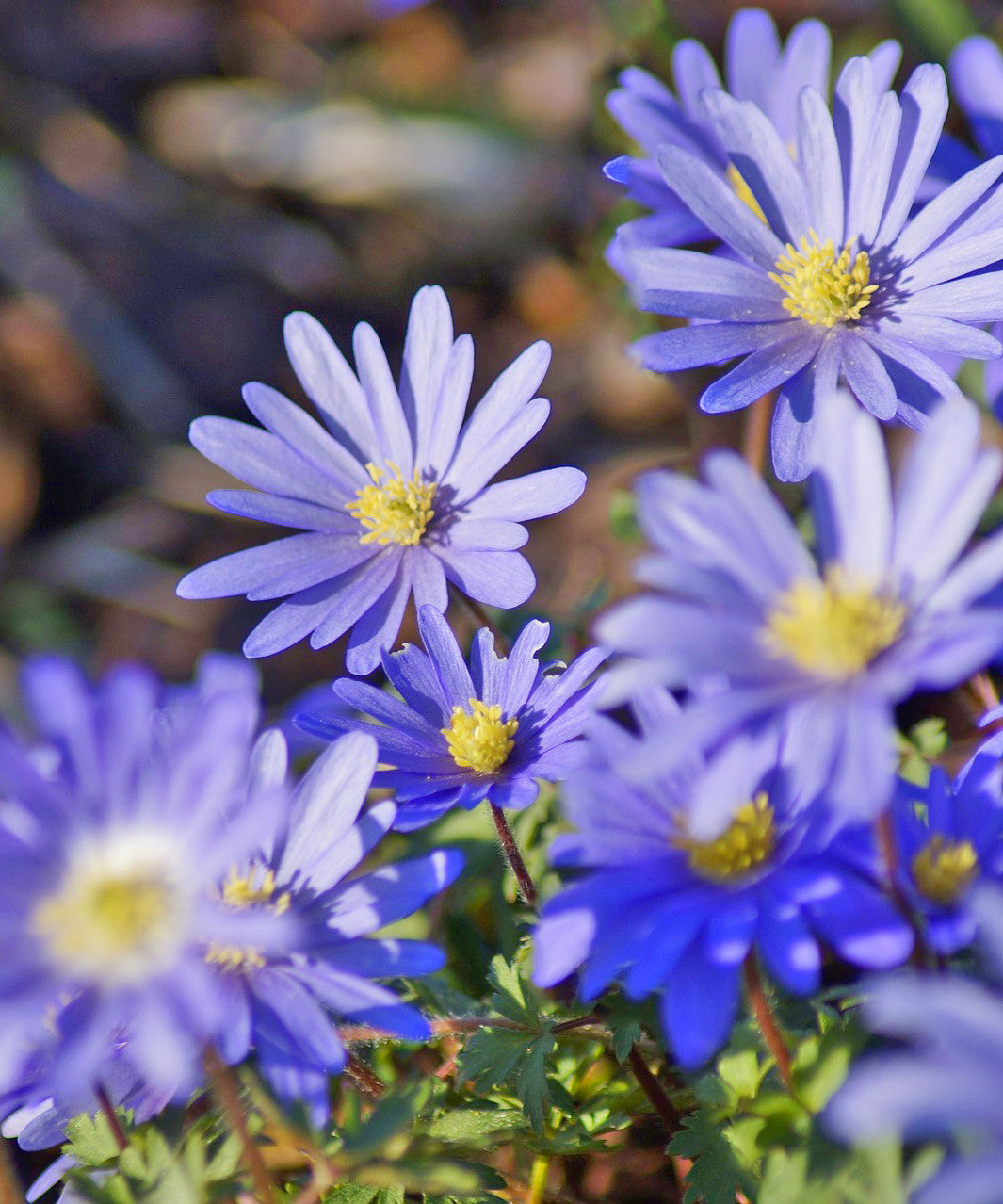 MIXED ANEMONE BLANDA BULBS - PACK OF 30