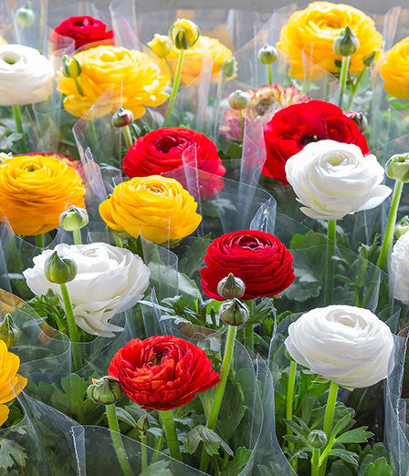 PERSIAN DOUBLE BUTTERCUP FLOWER BULBS - PACK OF 15