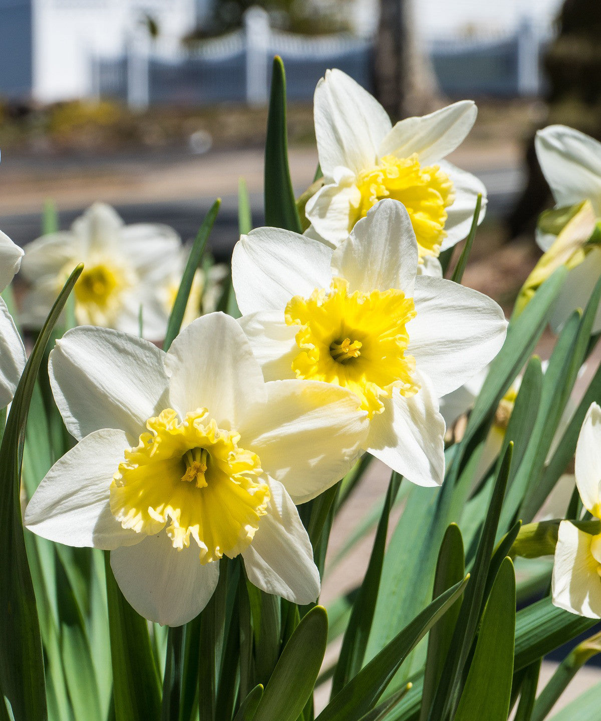 WHITE LION DAFFODILS