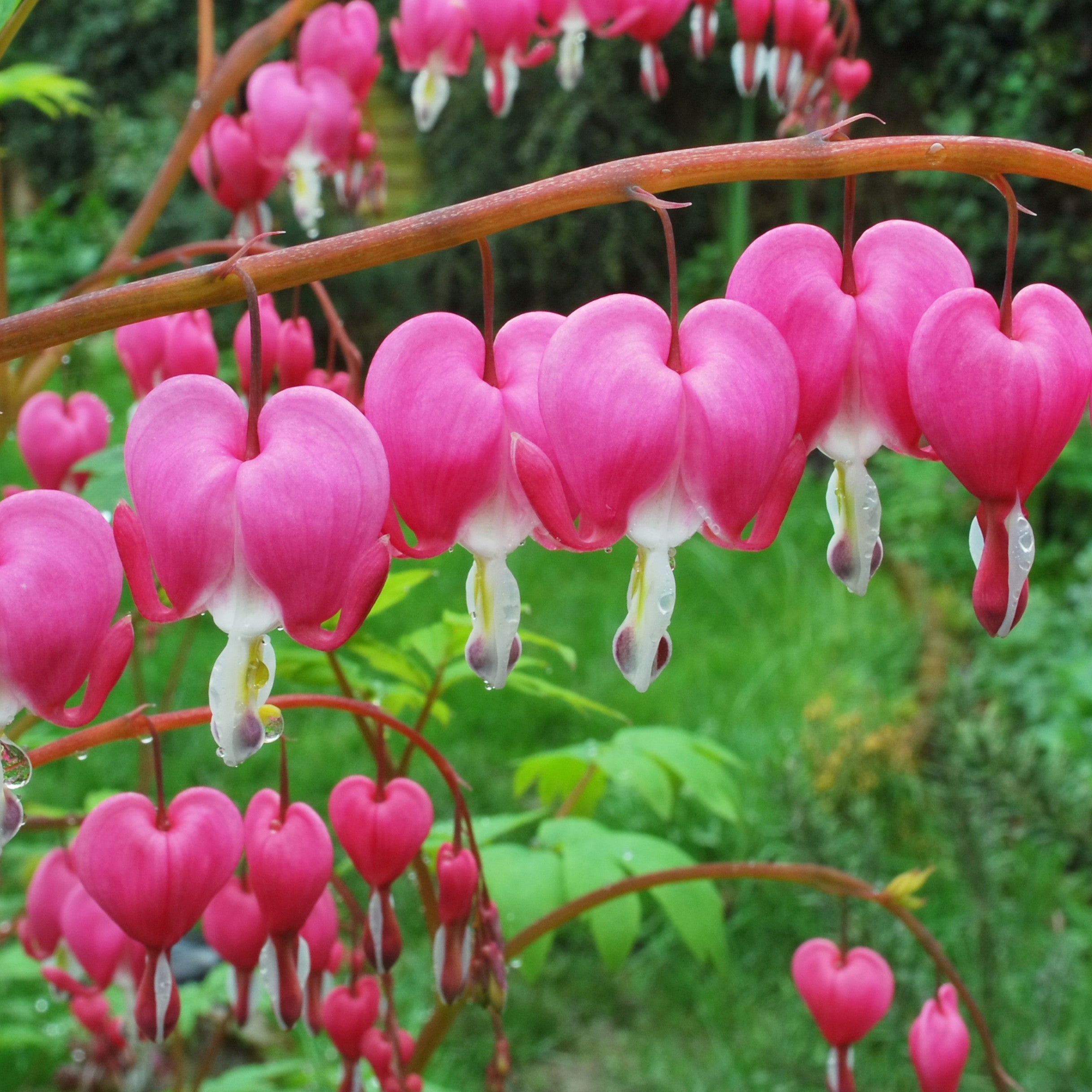 OLD FASHIONED BLEEDING HEARTS PINK BULBS - PACK OF 2