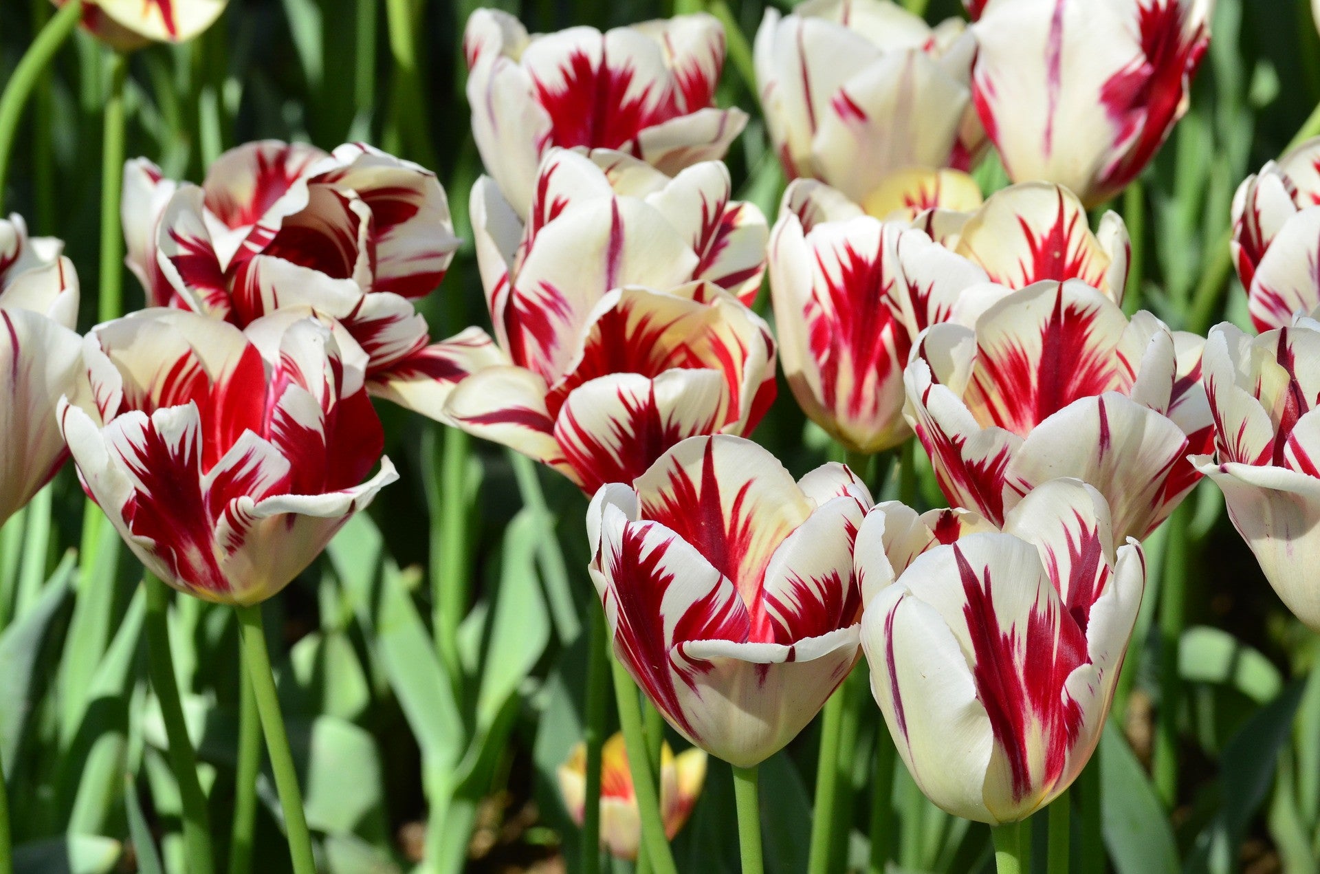 MIXED SORBET ICE CREAM TULIP BULBS - PACK OF 8