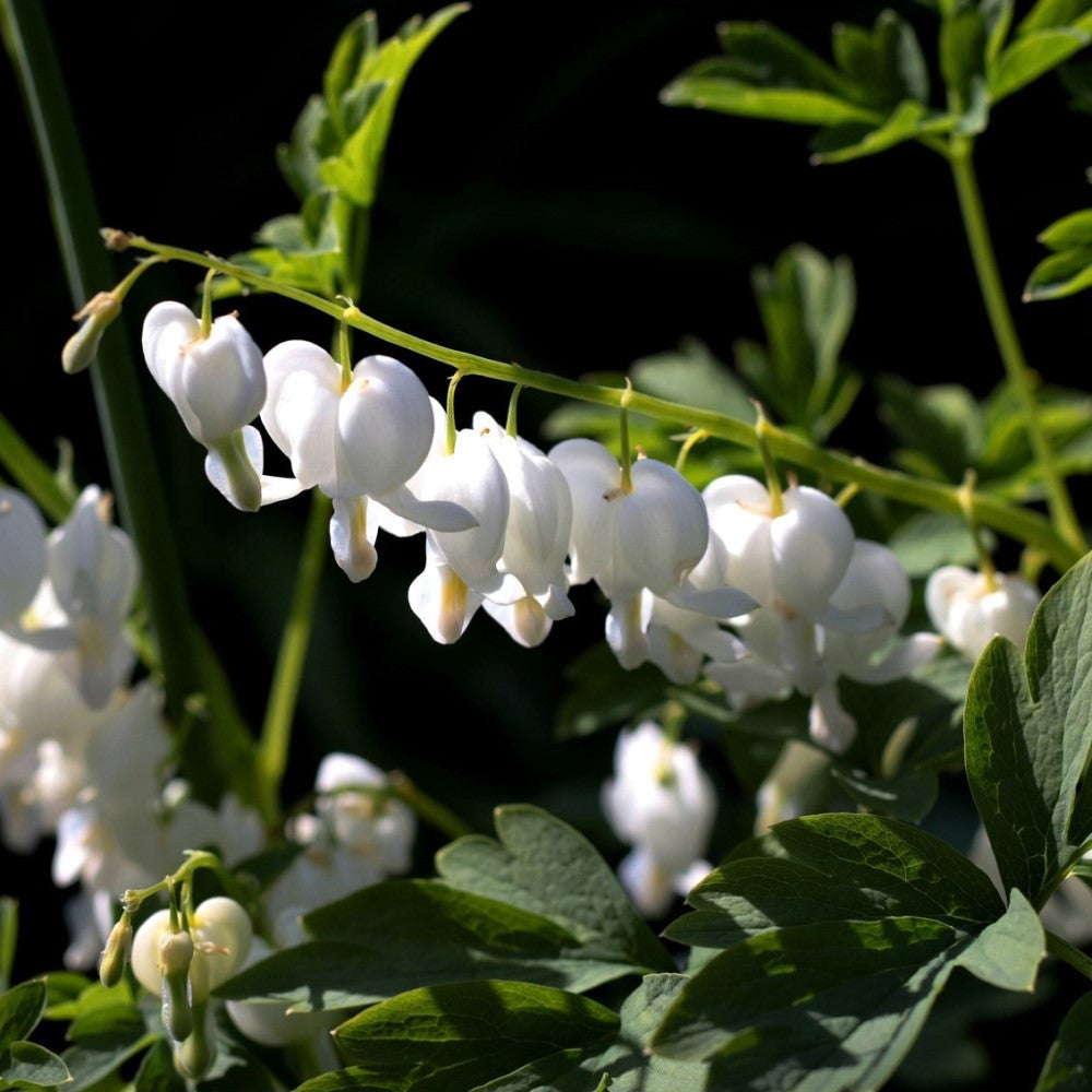 OLD FASHIONED BLEEDING HEARTS WHITE BULBS - PACK OF 2