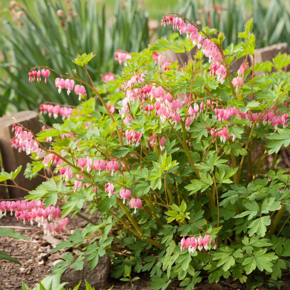 OLD FASHIONED BLEEDING HEARTS PINK BULBS - PACK OF 2