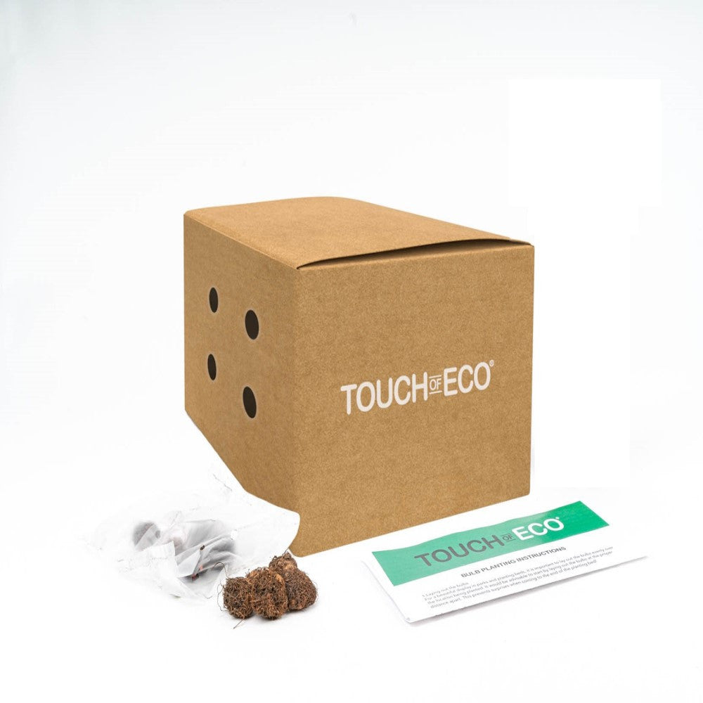 MIXED ANEMONE BLANDA BULBS - PACK OF 30