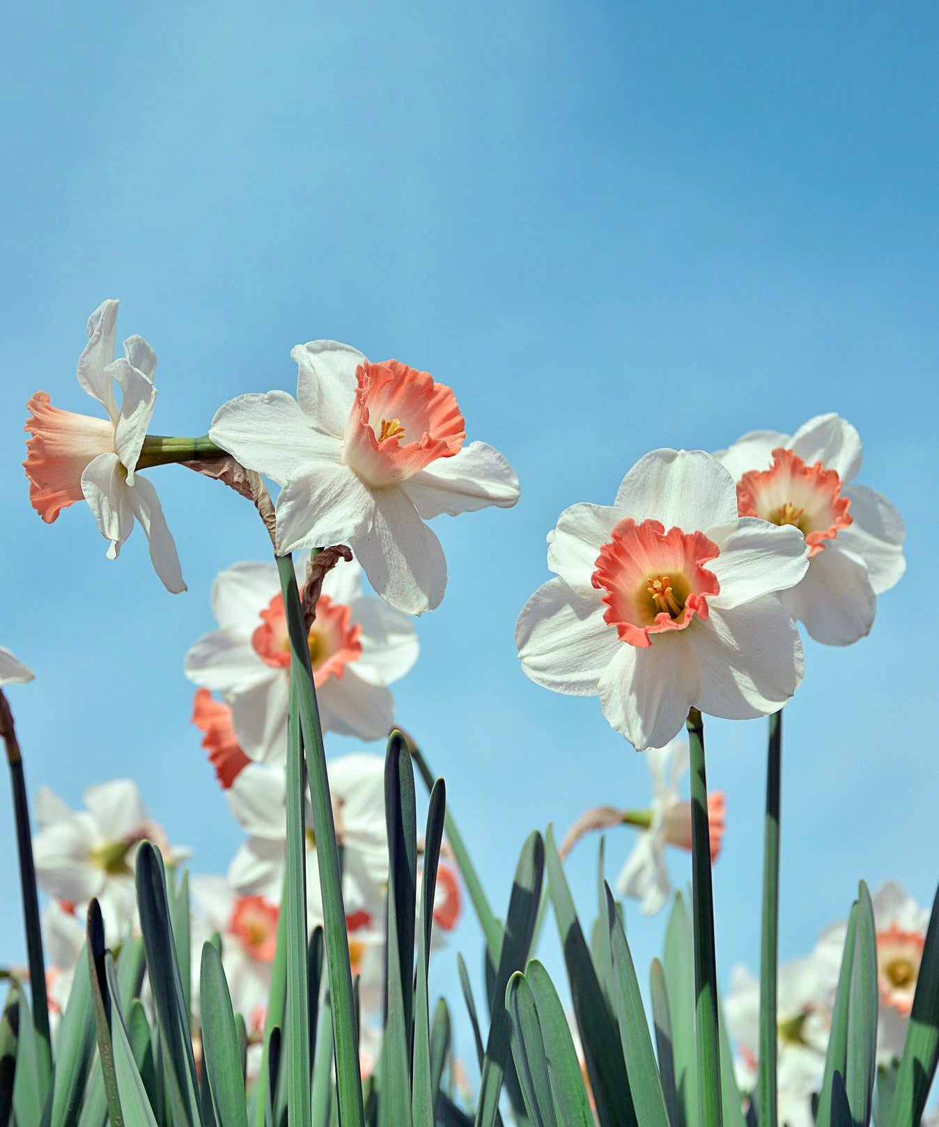 PINK DAFFODIL FLOWER BULBS - PACK OF 6