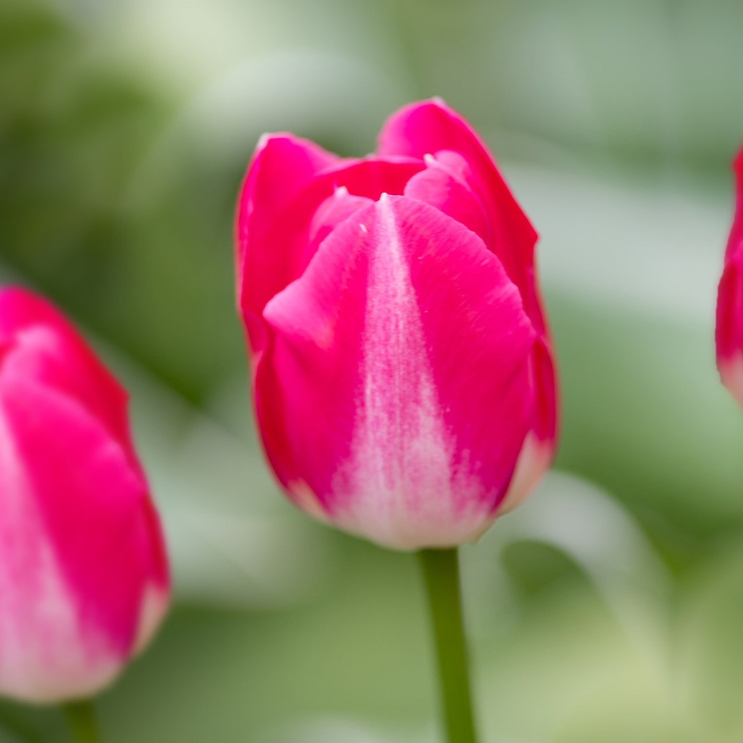 SHOWGIRL TULIP FLOWER BULBS - PACK OF 10