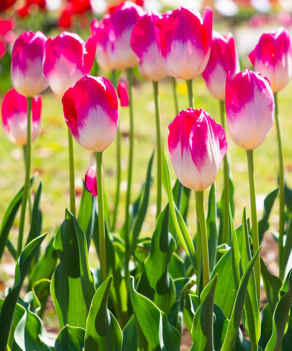 SHOWGIRL TULIP FLOWER BULBS - PACK OF 10