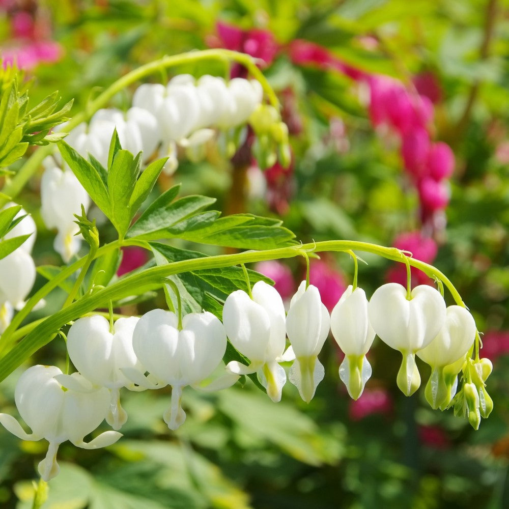 OLD FASHIONED BLEEDING HEARTS WHITE BULBS - PACK OF 2