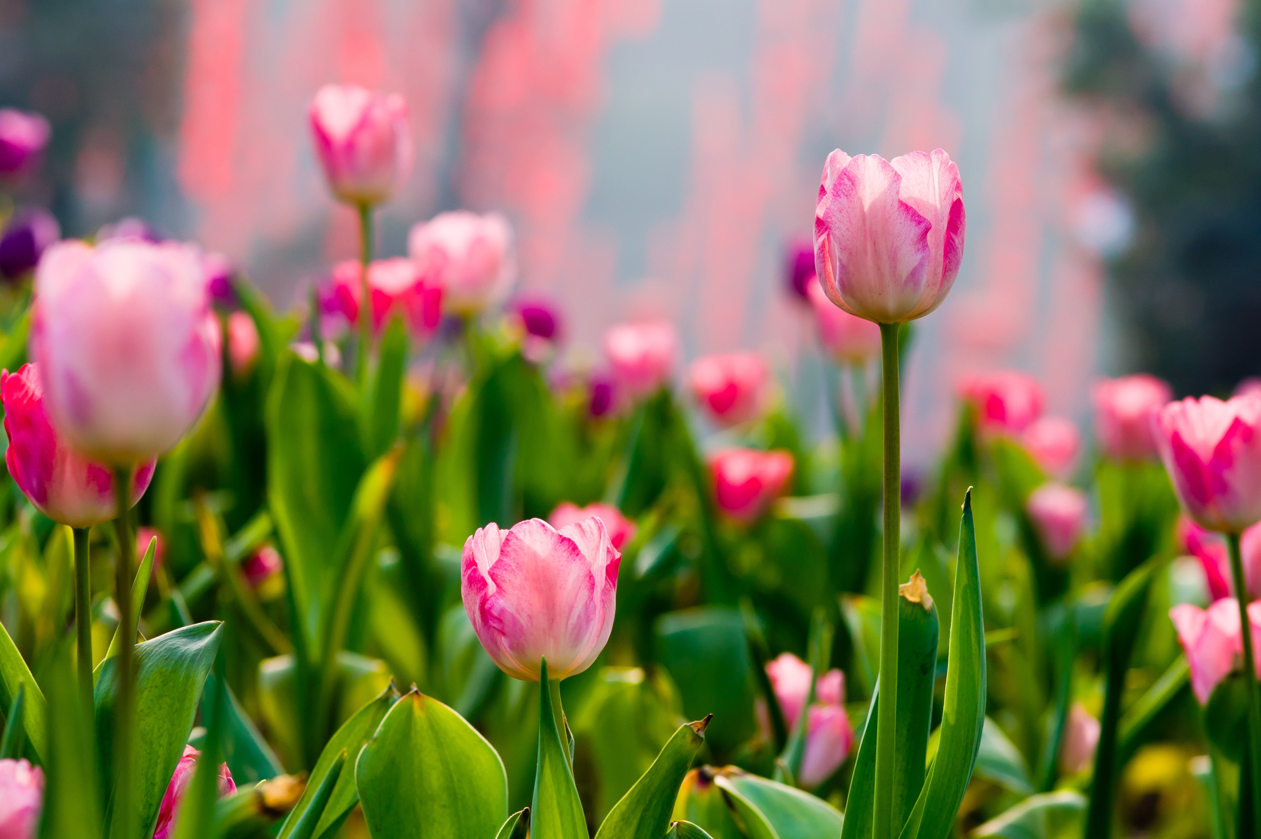 SHOWGIRL TULIP FLOWER BULBS - PACK OF 10