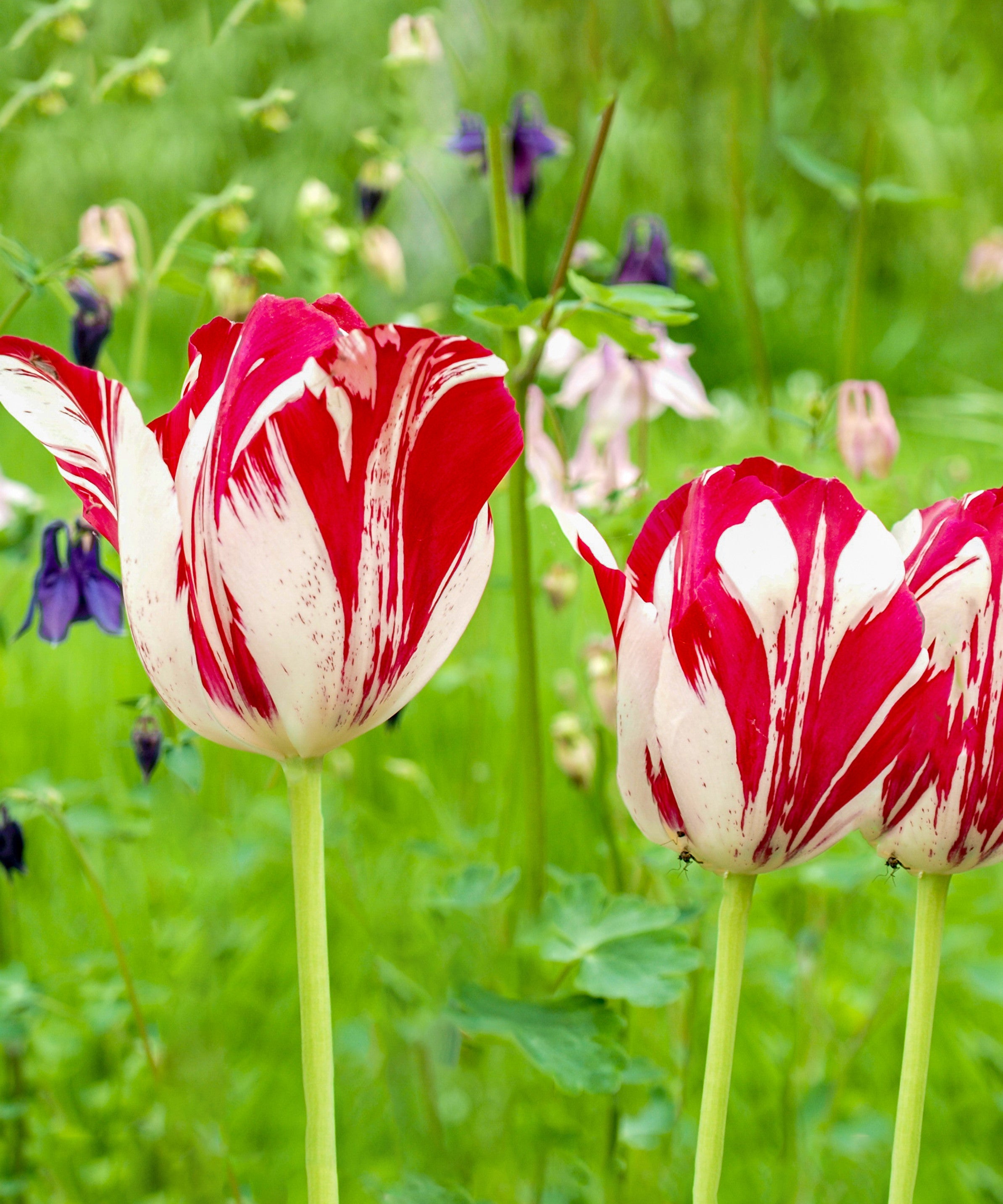MIXED SORBET ICE CREAM TULIP BULBS - PACK OF 8