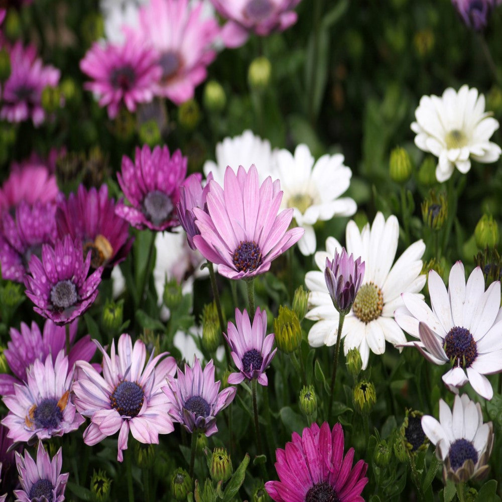 MIXED ANEMONE BLANDA BULBS - PACK OF 30