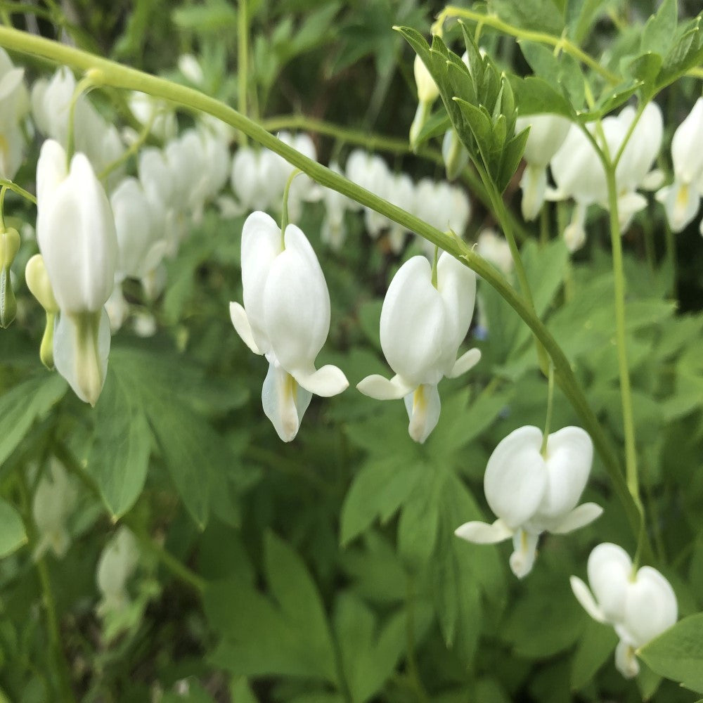 OLD FASHIONED BLEEDING HEARTS WHITE BULBS - PACK OF 2