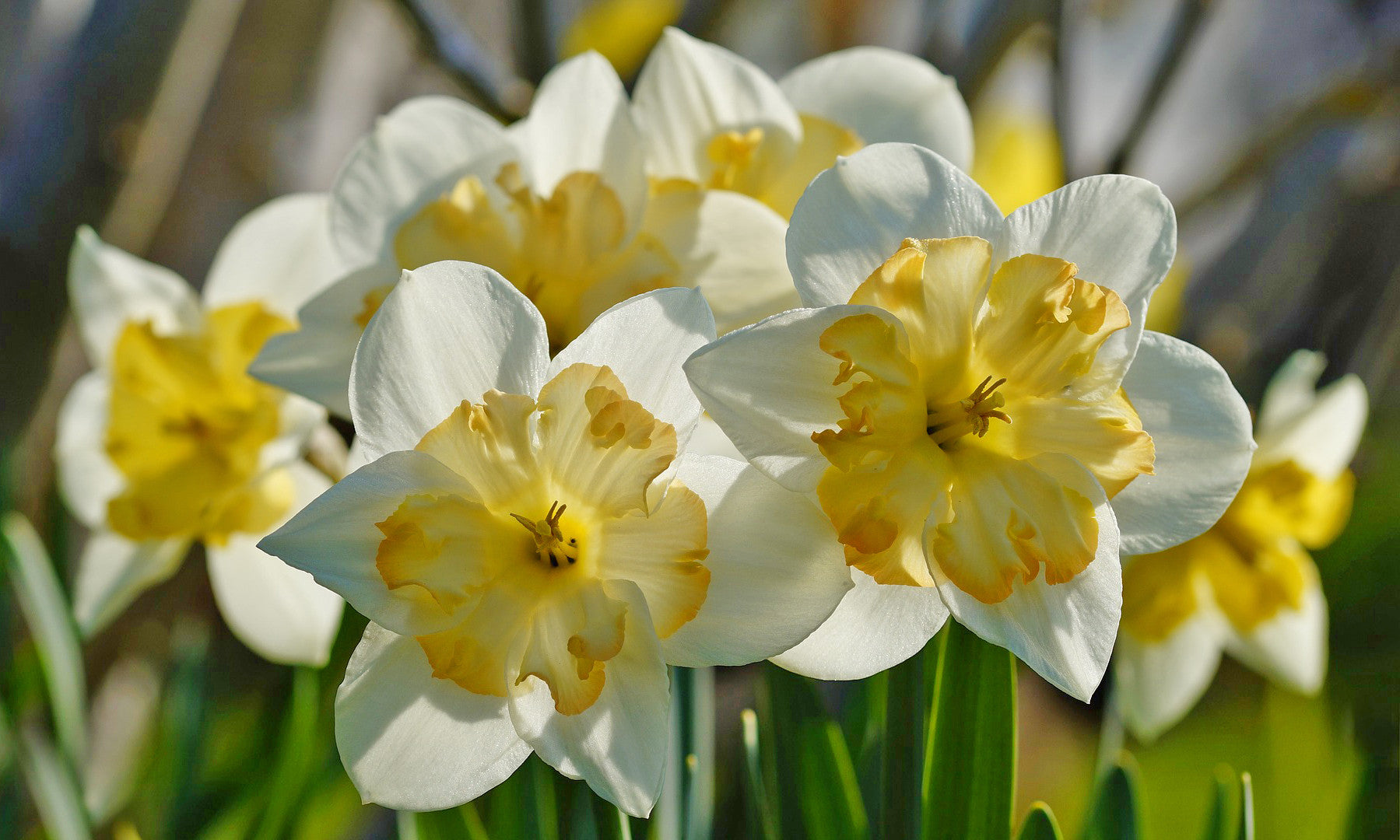 WHITE LION DAFFODILS