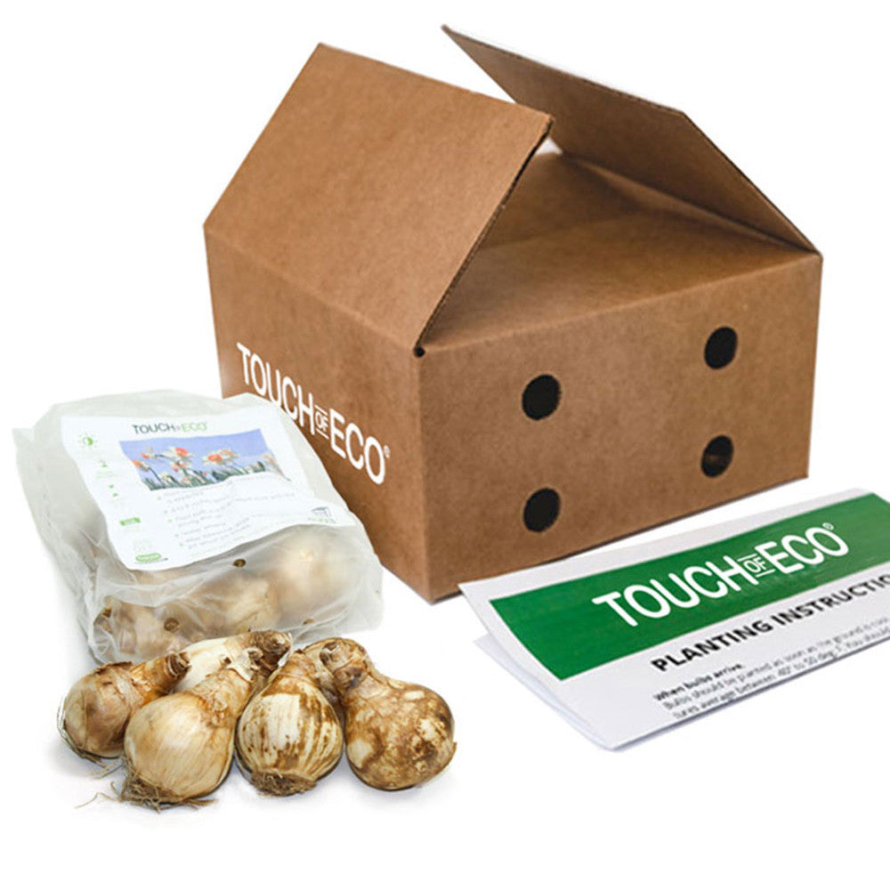 Pink Daffodils 1-1000.jpg