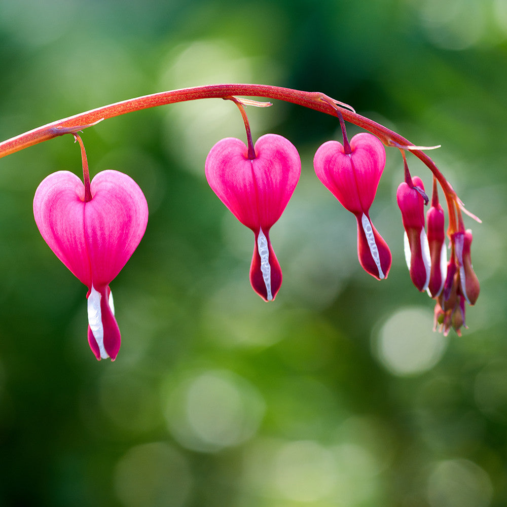 Old Fashioned Bleeding Hearts Pinksq.jpg